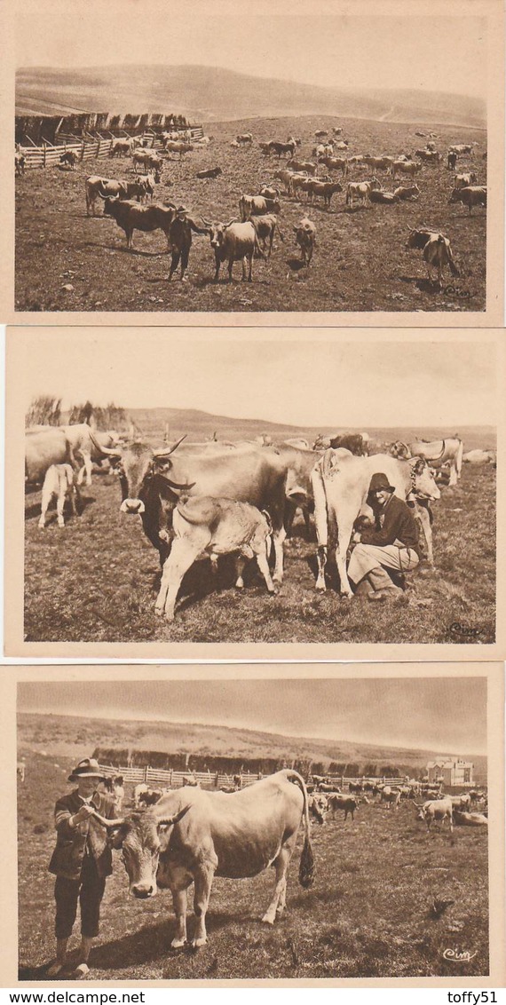 3 CPA:AUBRAC (12) TRAITE D'UNE VACHERIE MONTS D'AUBRAC,PETIT BERGER CONDUISANT LA VACHE POUR LA TRAITE,TROUPEAU VACHES - Autres & Non Classés