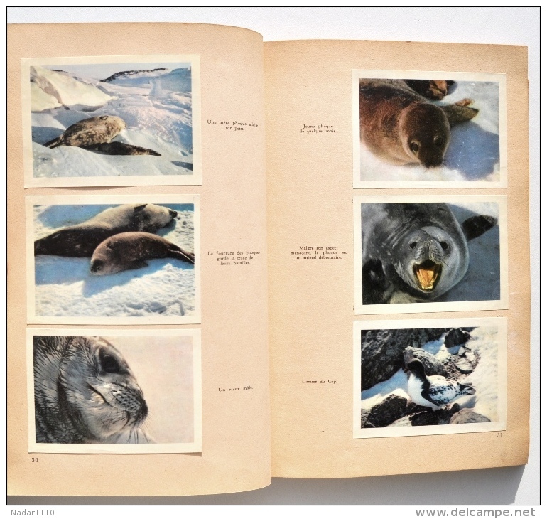 Hergé - Côte d'Or - ANTARCTIC - album chromos complet, 1960