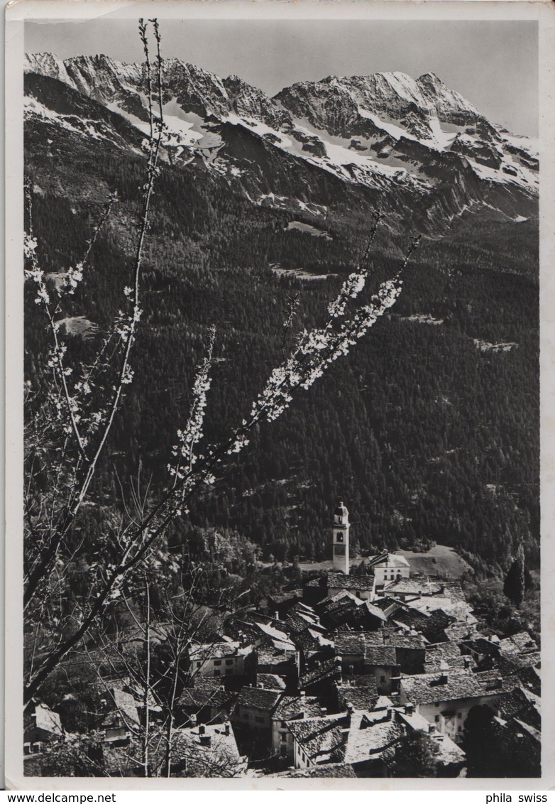 Soglio - Wenn Die Bergkirsche Blüht... - Soglio