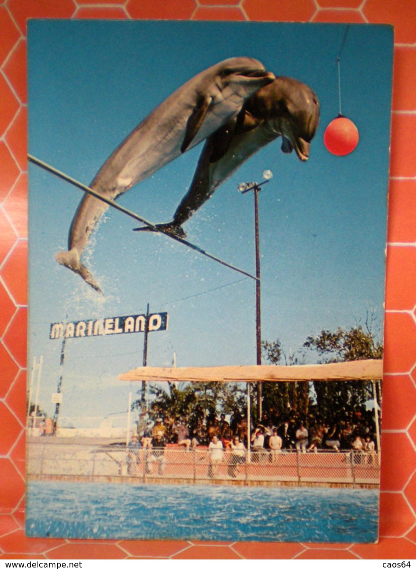 Delfini Delfino Marineland  Cartolina - Pesci E Crostacei
