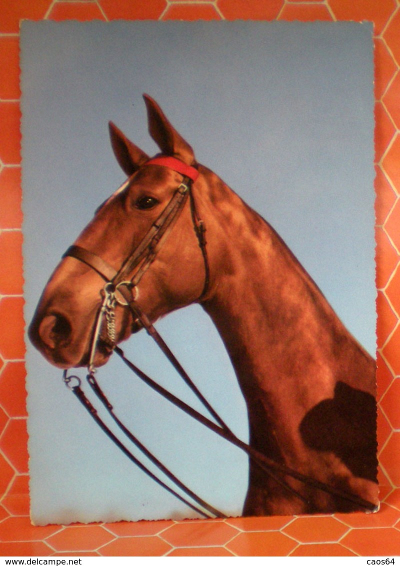 Cavallo Horse  Cartolina 1962 - Cavalli