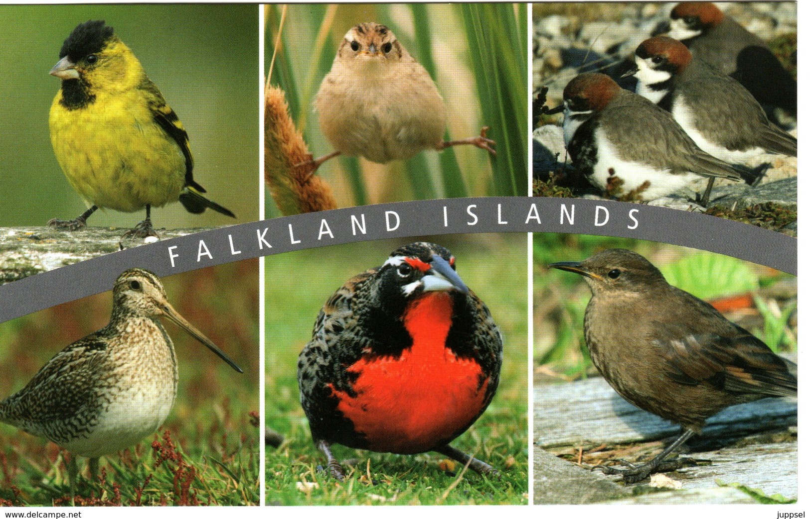 FALKLAND, Letter, Bird   /  Lettre, Oiseau - Penguins