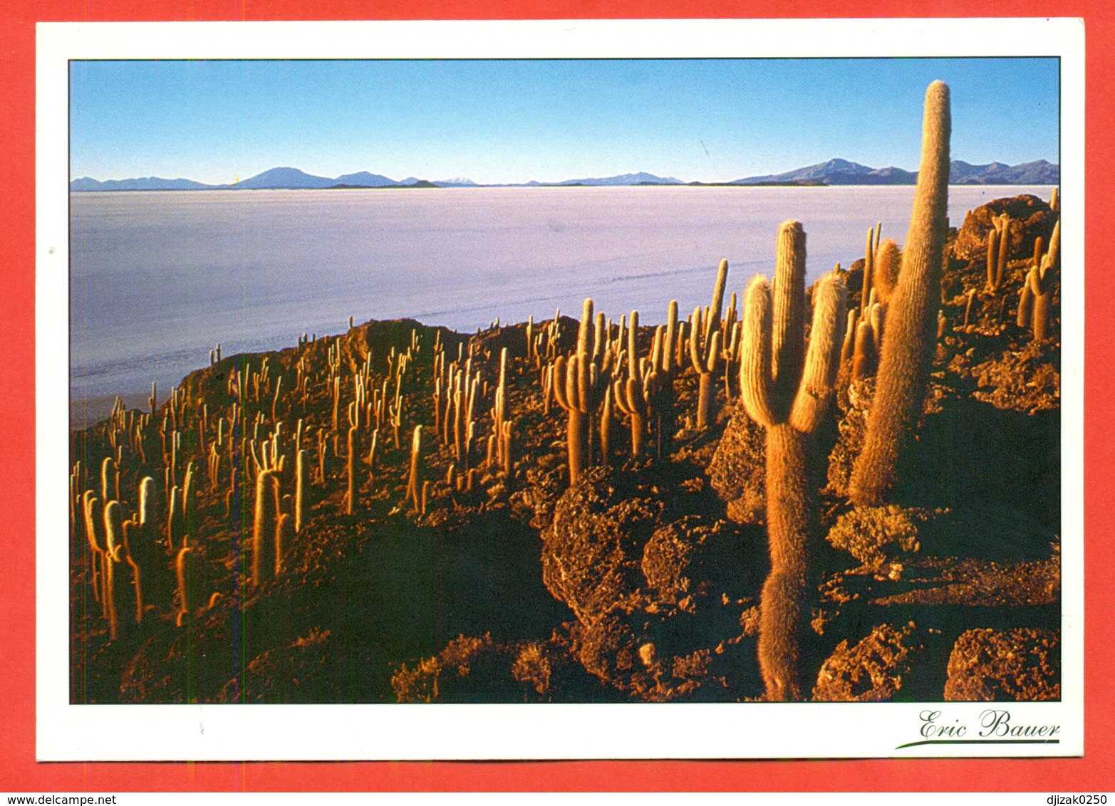 Cactusses.Bolivia. - Cactus