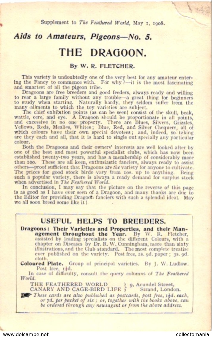 6 cards  c1908 PUB magazine Feathered World - NO postcard -  RAces  duiven duif pigeon Taube VERY GOOD