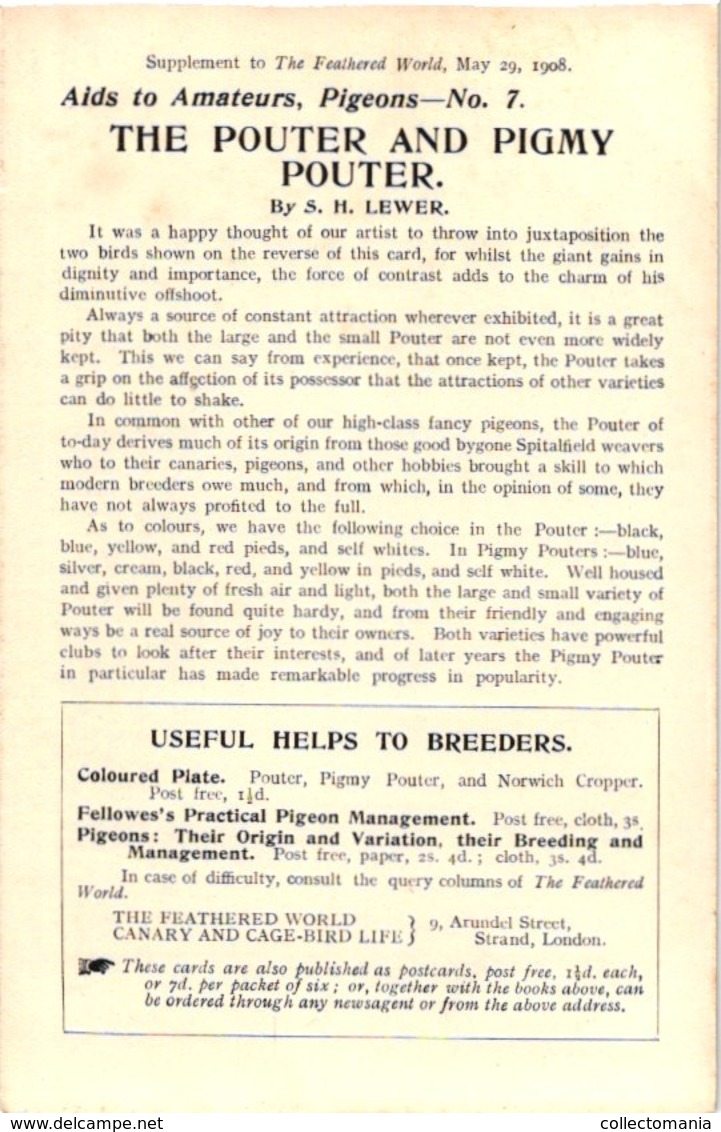 6 cards  c1908 PUB magazine Feathered World - NO postcard -  RAces  duiven duif pigeon Taube VERY GOOD