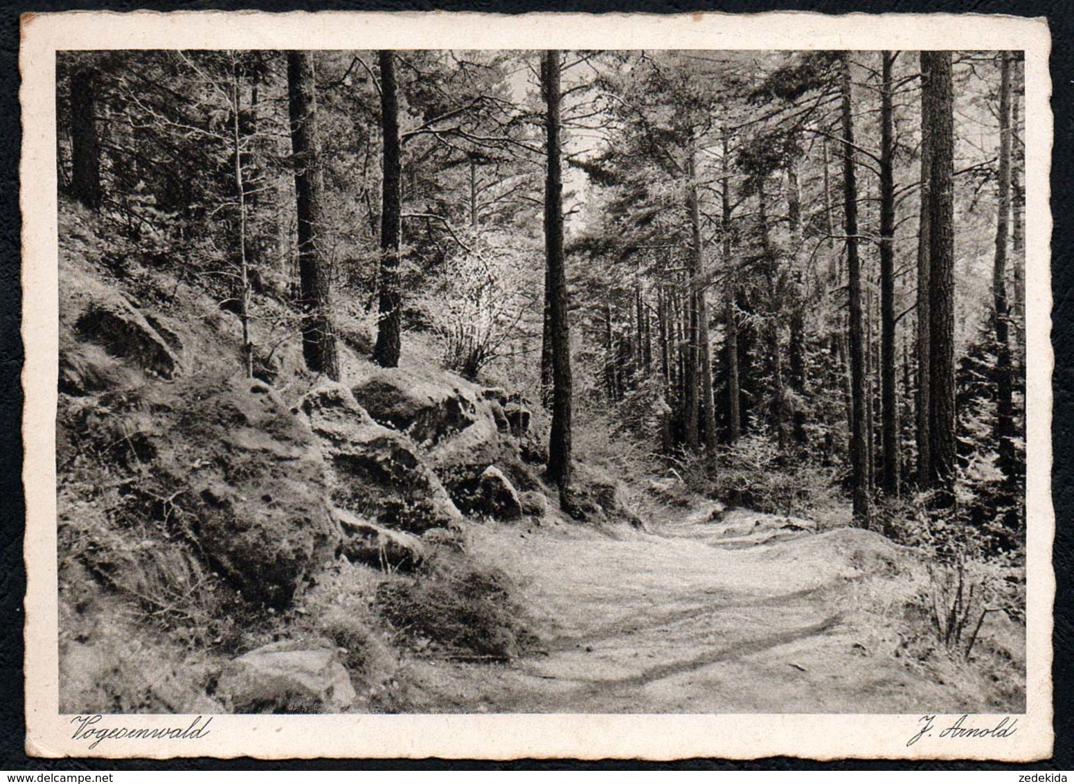 C0109 - J. Arnold - Vogesenwald - Kolmar Vogesen - Motivkarte Wald Flora - Sonstige & Ohne Zuordnung