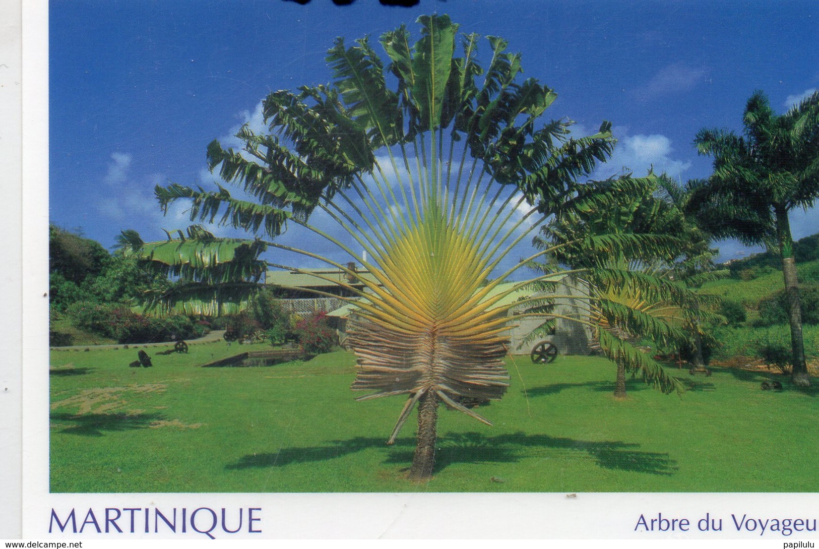 MARTINIQUE : Edit. Launa : Arbre Du Voyageur - La Trinite