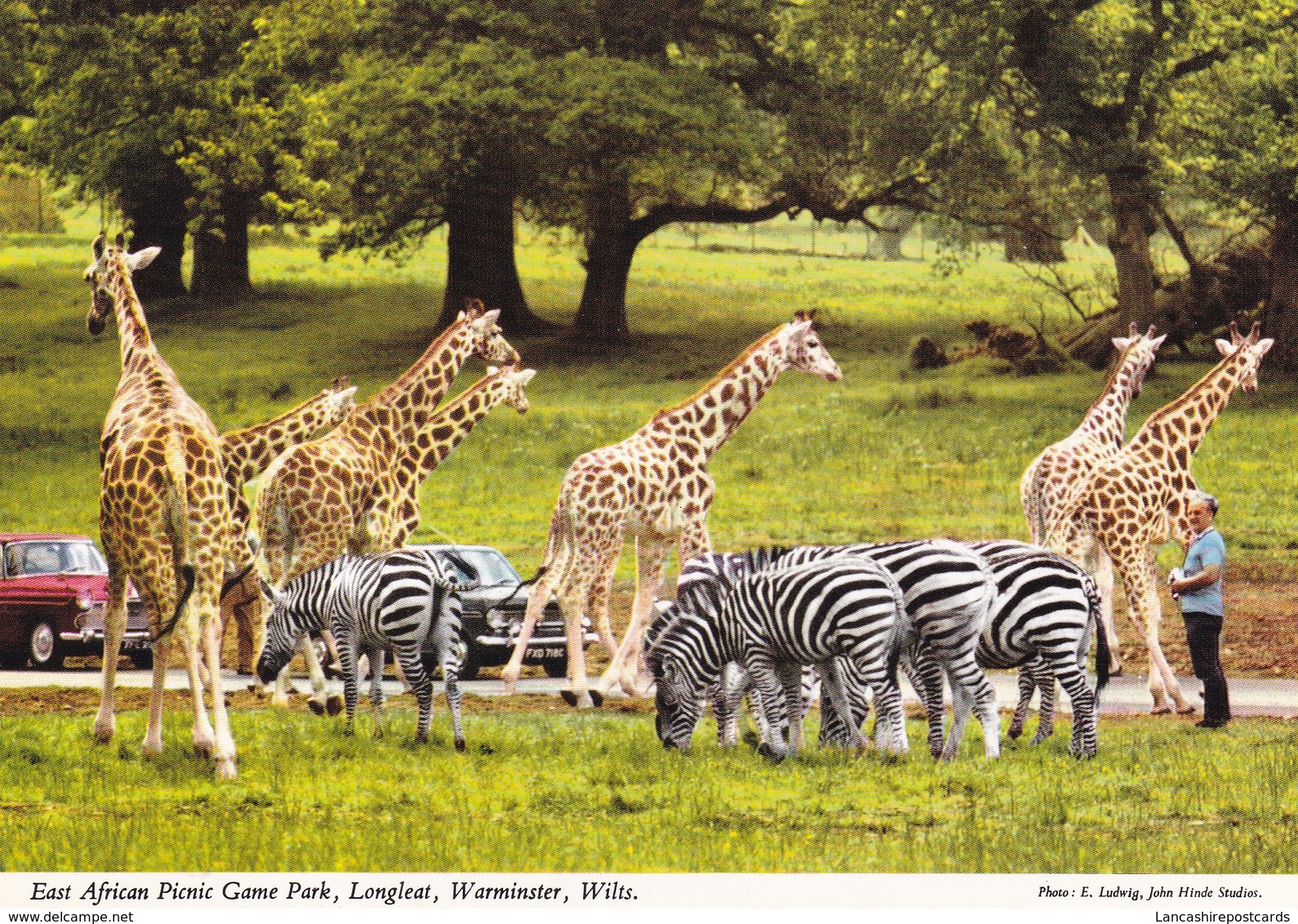 Postcard East African Picnic Game Park Longleat Wiltshire Giraffes And Zebras  My Ref  B23196 - Giraffes