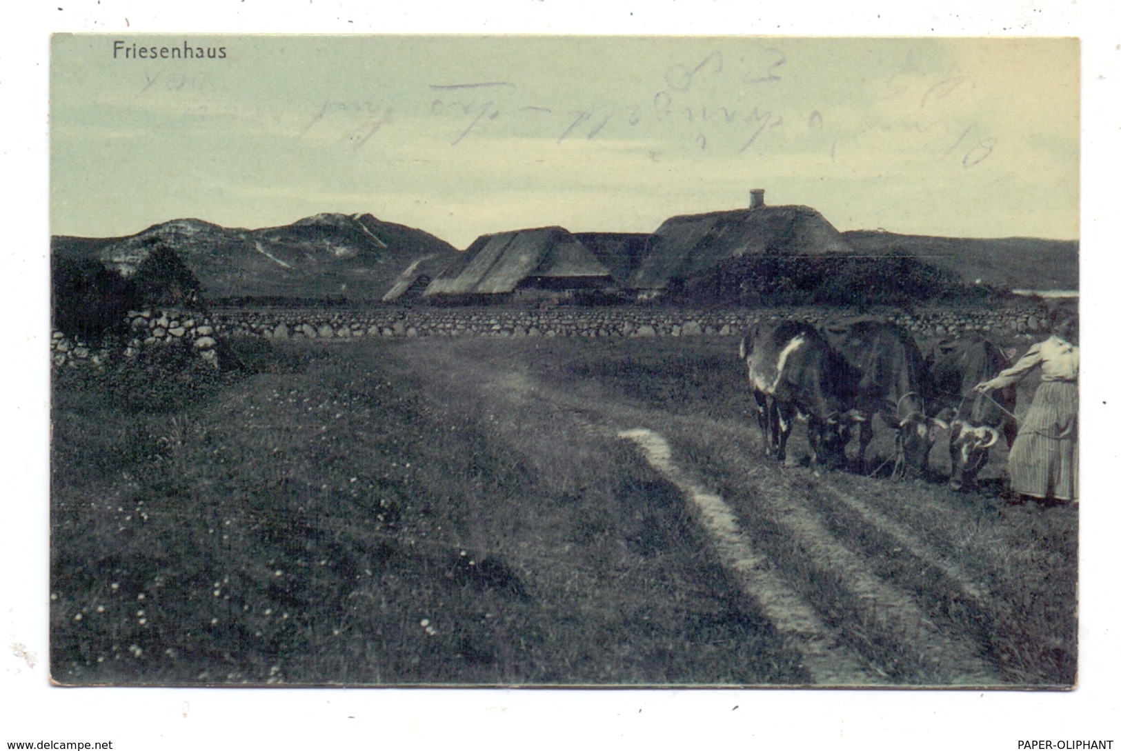 LANDWIRTSCHAFT - Friesenhaus, Kühe, 1903 - Bauernhöfe