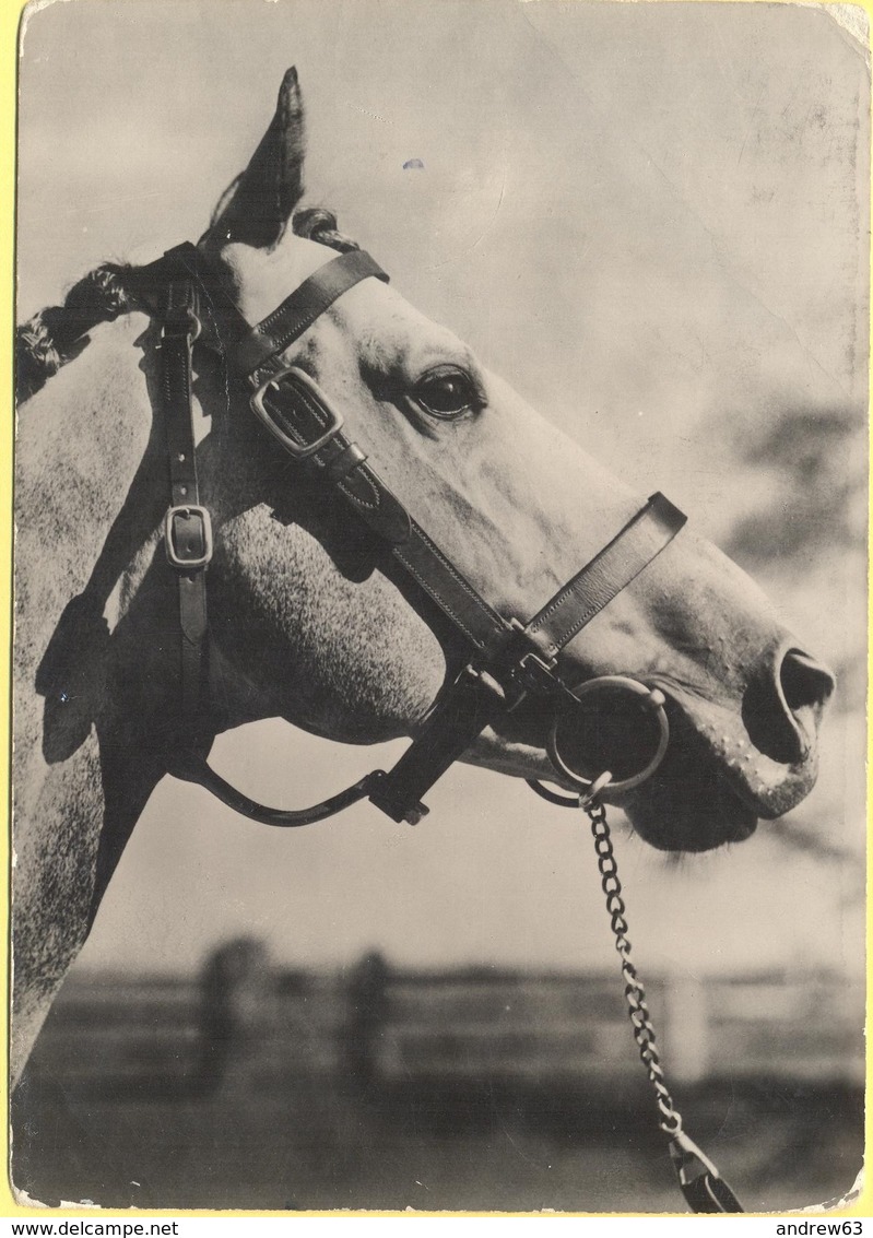 Tematica - 1960 - 15 Siracusana + Flamme Non Gareggiare In Velocità! - Cavallo In Bianco E Nero - Viaggiata Da Bologna P - Horses