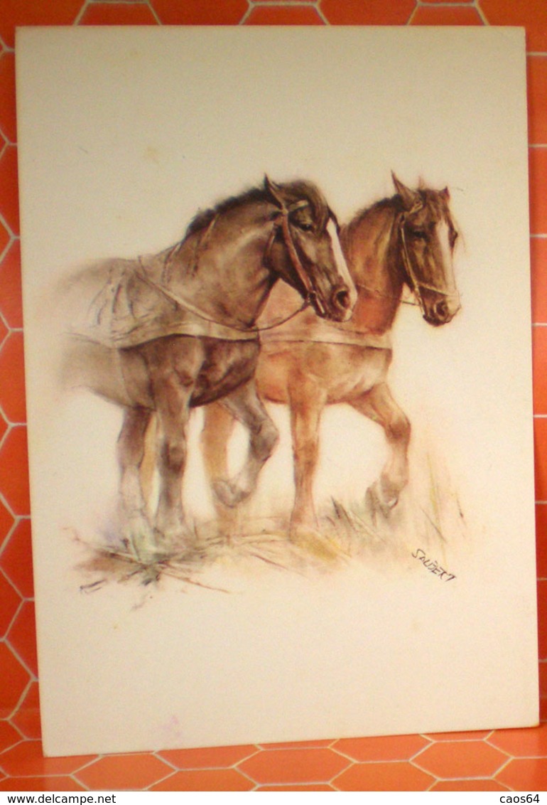 Cavalli Horses   Ill. Saubert Cartolina - Cavalli