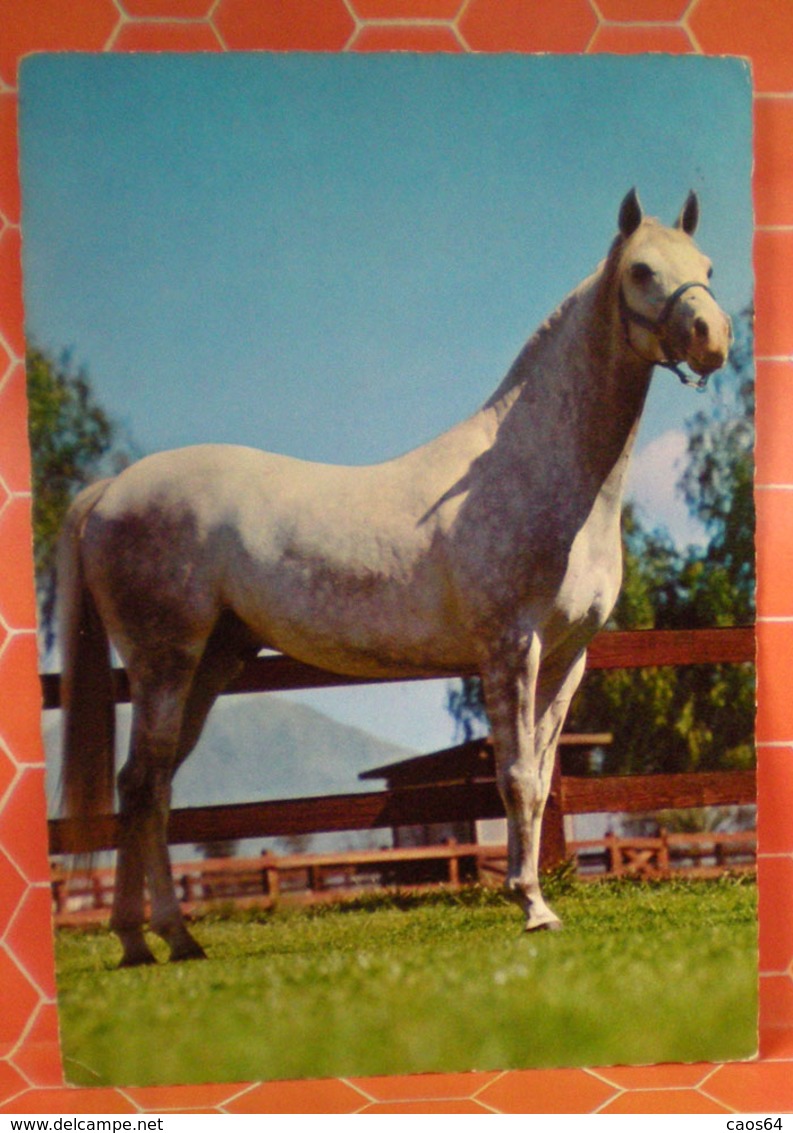 Cavallo Horse Cartolina 1974 - Pferde
