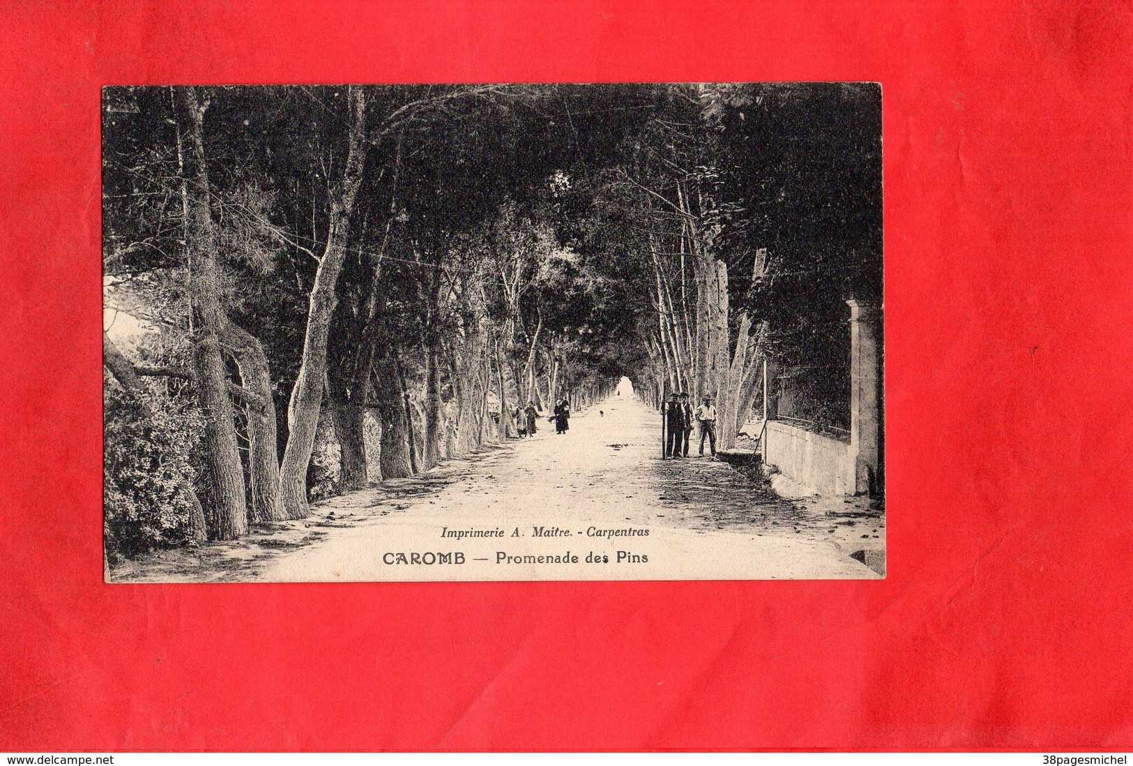 Carte Postale - CAROMB - D84 - Promenade Des Pins - Autres & Non Classés