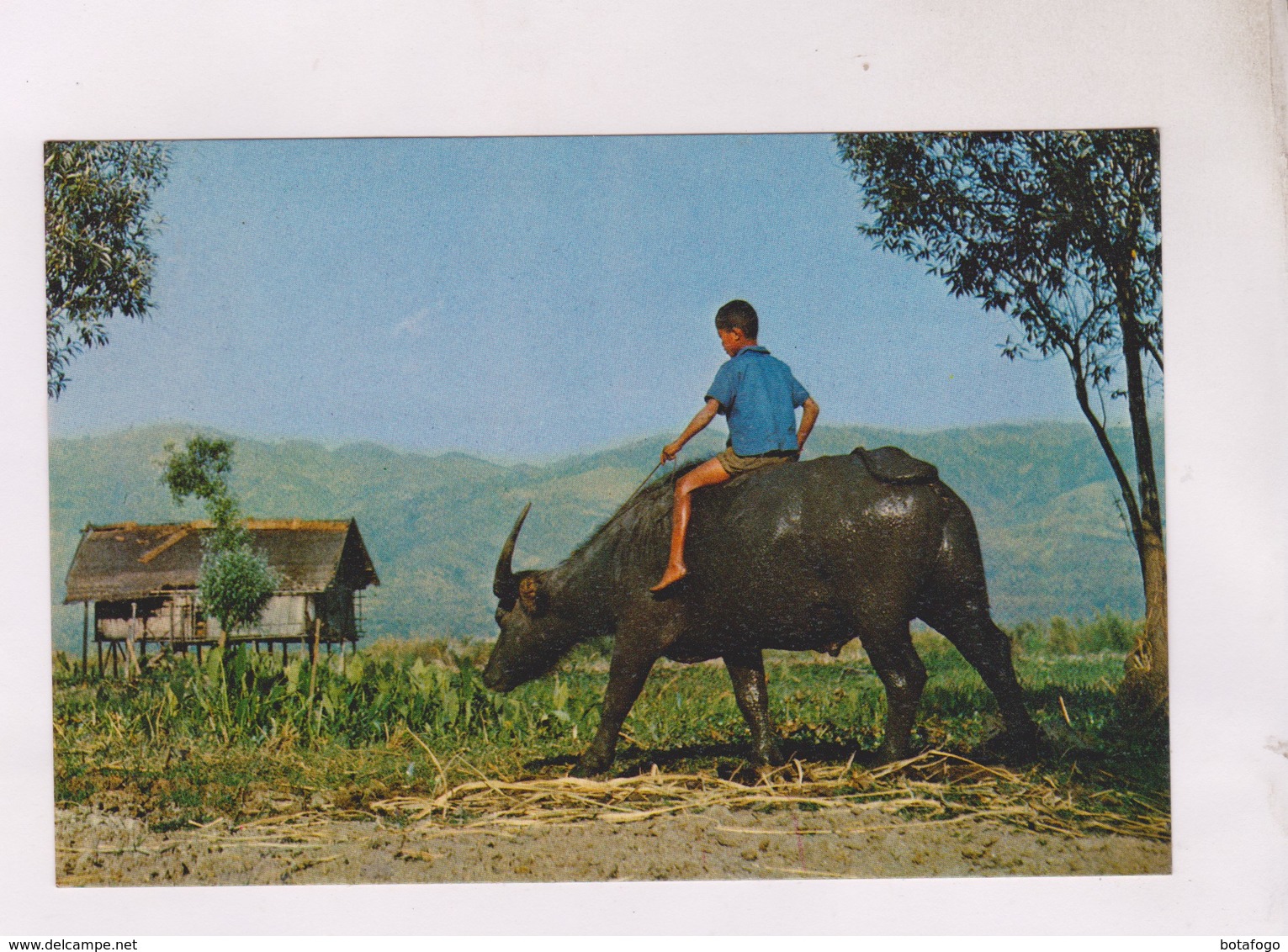 CPM BURMA, BUFFALO BOY(voir Timbre) - Myanmar (Burma)