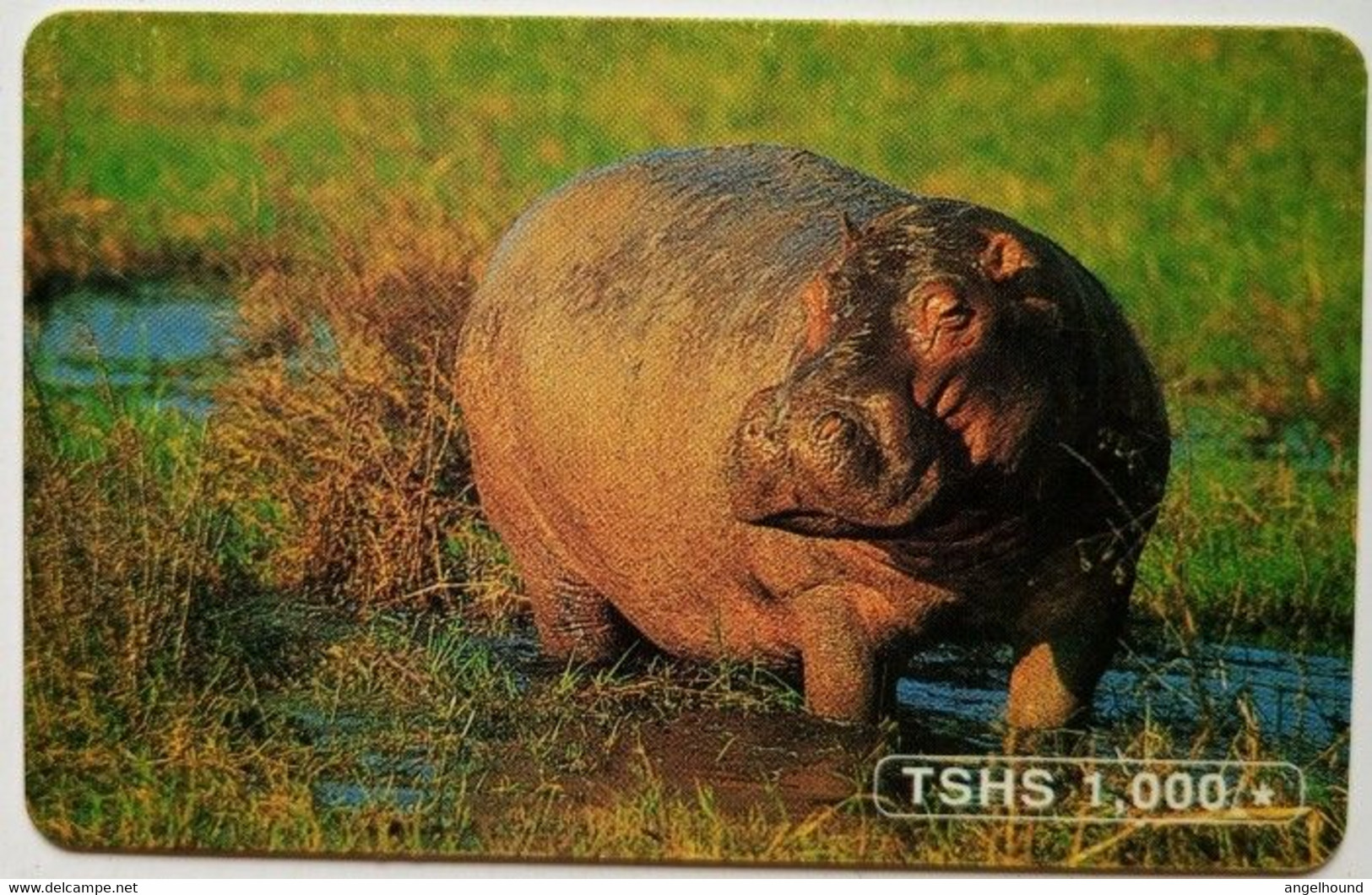 Tanzania  TSHS  1,000 " Hippo " - Tanzania