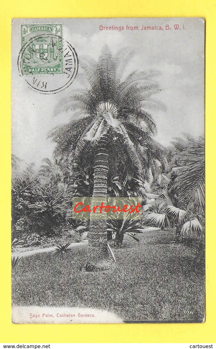 ANTILLES - JAMAIQUE - Greetings From Jamaïca - Sago Palm, Castelton Gardens - Jamaïque