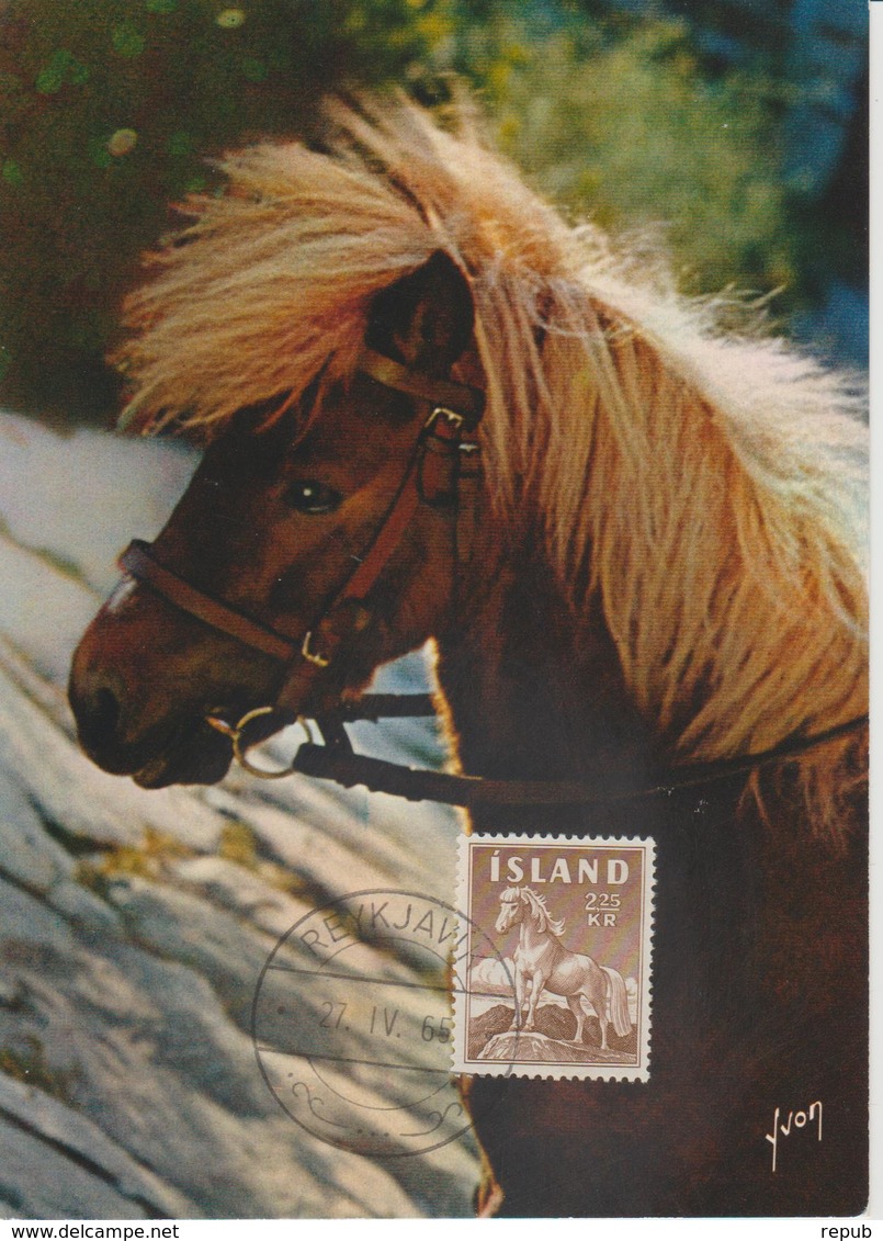 Islande Carte Maximum 1965 Poney 285 - Cartes-maximum