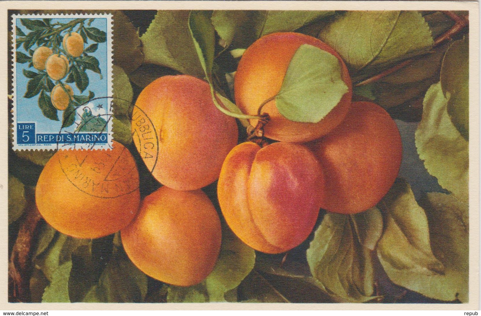 Saint Marin Carte Maximum 1958 Abricots 453 - Lettres & Documents