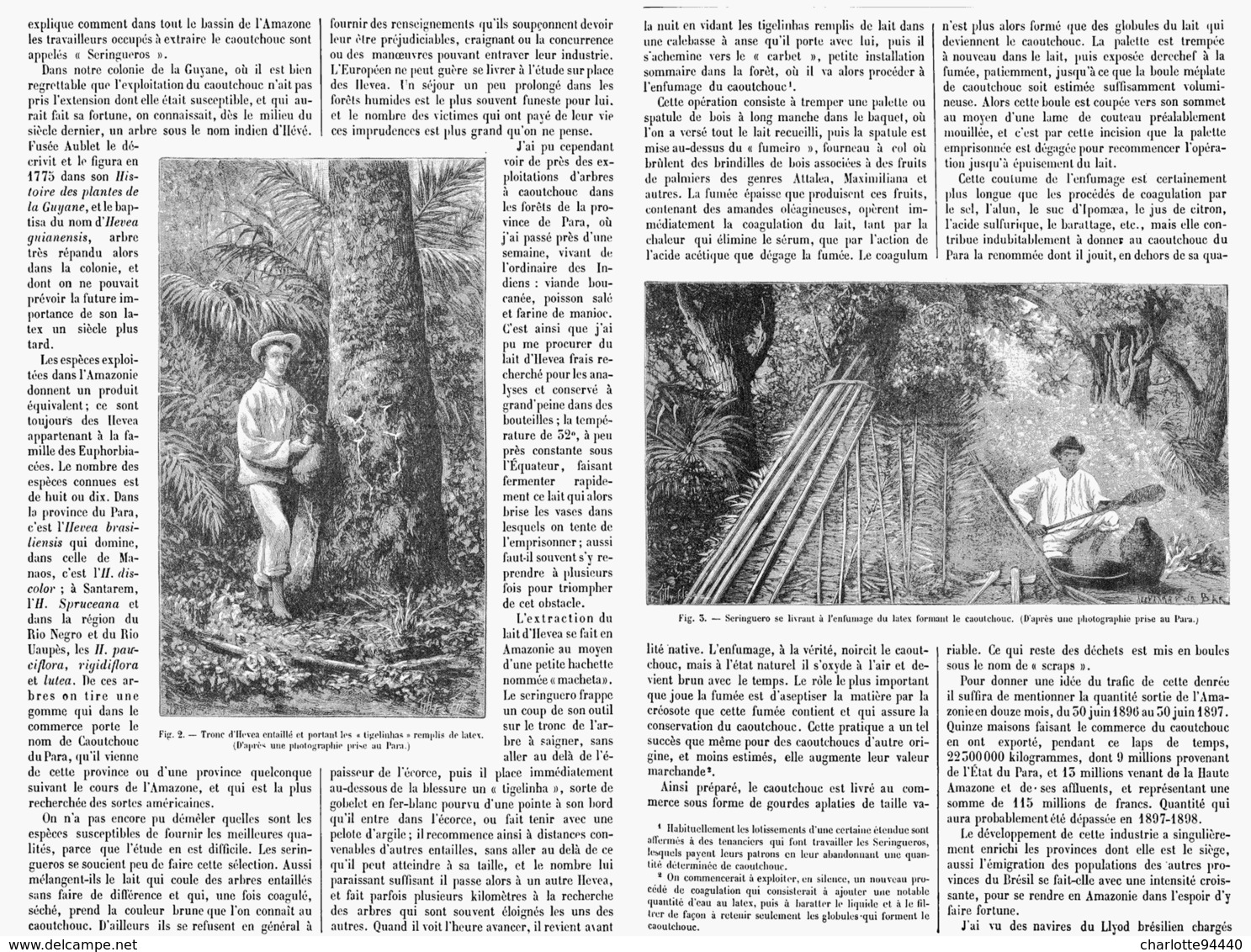 LES ARBRES à CAOUTCHOUC De  " L'AMERIQUE "   1899 - Autres & Non Classés