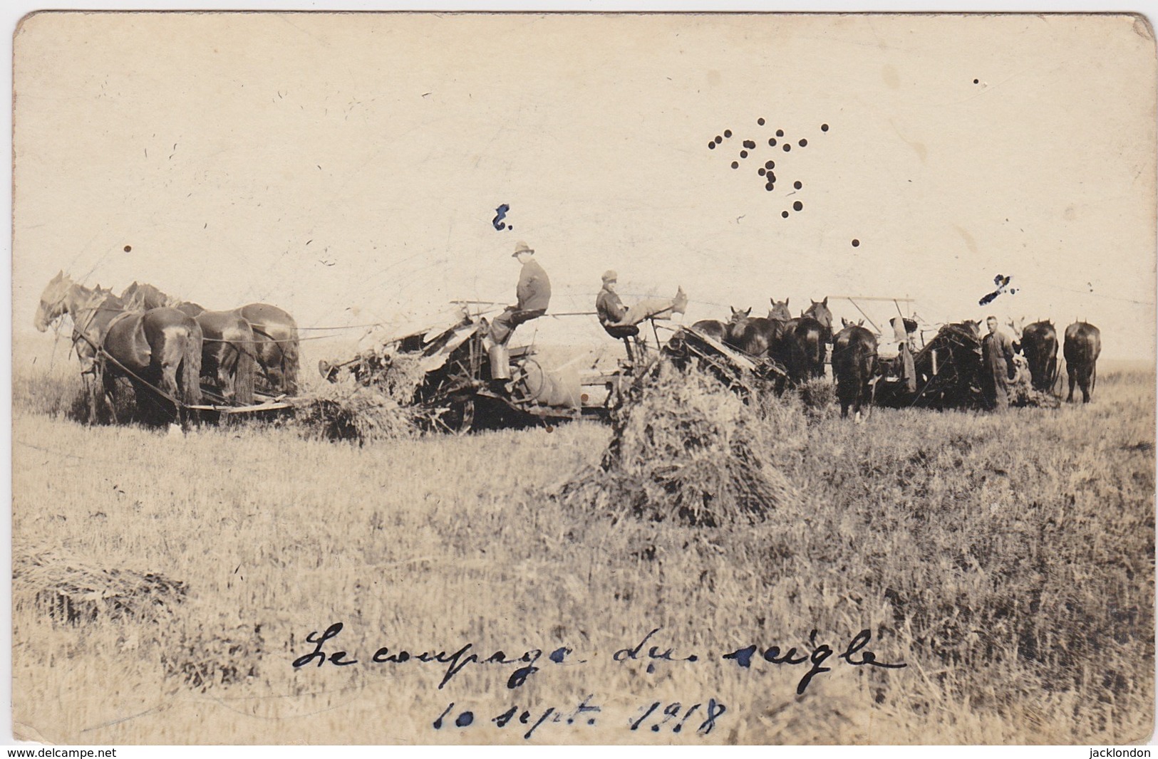 CANADA MANITOBA HAYWOOD  Carte Photographique 10 Septembre 1918 Le Coupage Du Seigle - Other & Unclassified