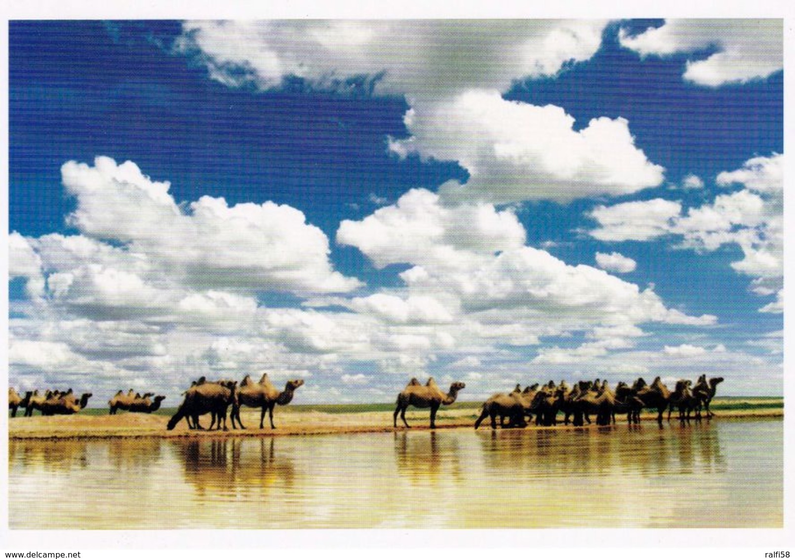 1 AK China * Camels By The Lake * - China