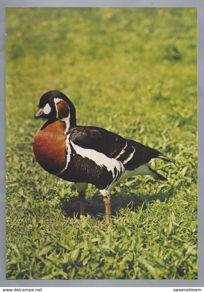 VOGELS.- GANZEN. EENDEN. Rothalsgans. Branta Ruficollis. Foto: Horst Müller - Prenten & Gravure