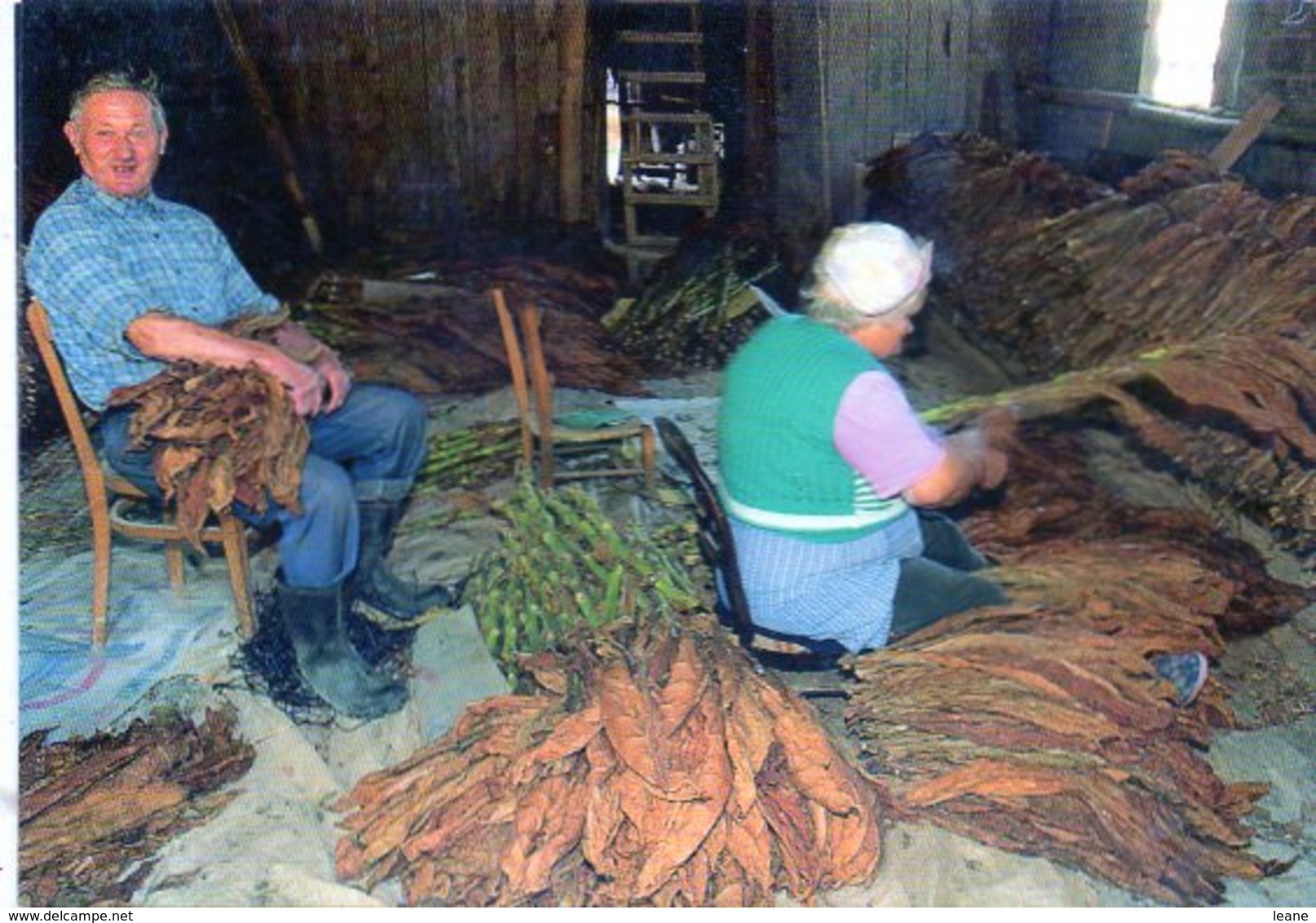 Métiers Anciens - Traditions - Paysan - Le Sechage Du Tabac - Paysans