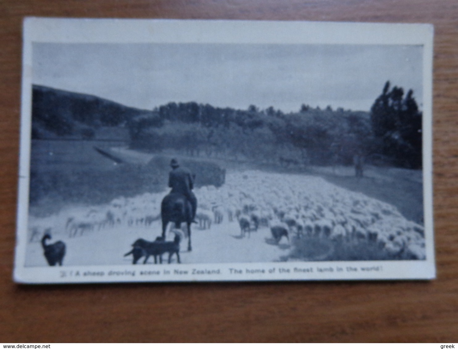 New Zealand / A Sheep Droving Scene In New Zealand, The Home Of The Finest Lamb In The World --> Unwritten - Nouvelle-Zélande