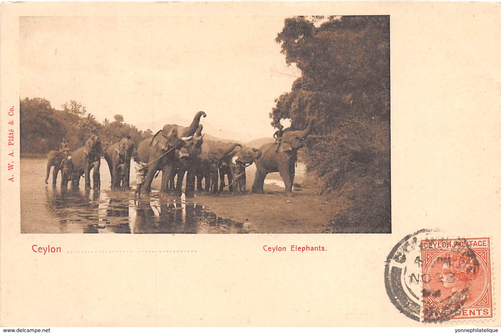 Ceylon  / Thème Eléphants - 227 - Beau Cliché - Sri Lanka (Ceylon)