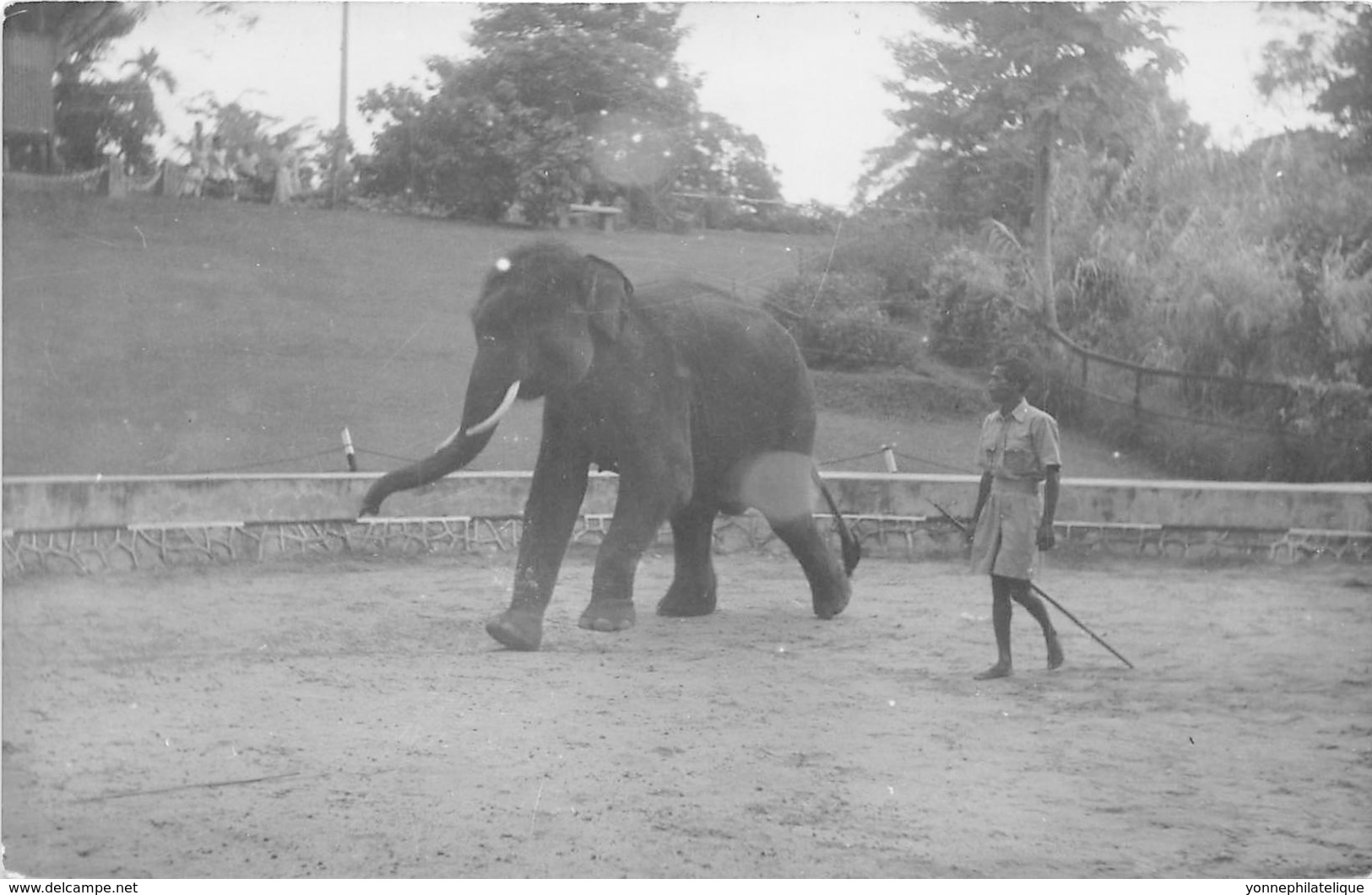 Ceylon  / Thème Eléphants - 229 - Beau Cliché - Sri Lanka (Ceylon)