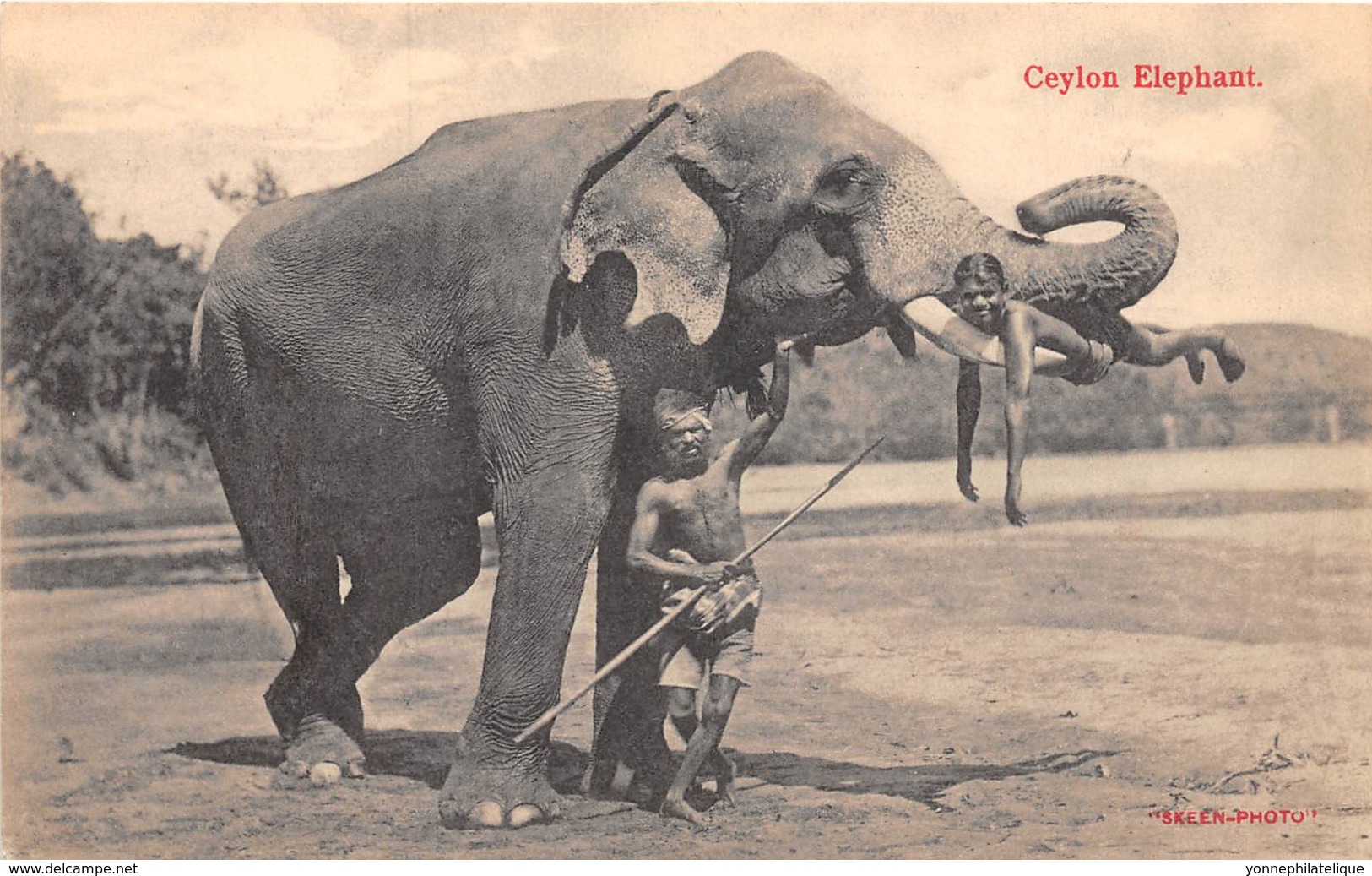 Ceylon  / Thème Eléphants - 231 - Beau Cliché - Sri Lanka (Ceylon)