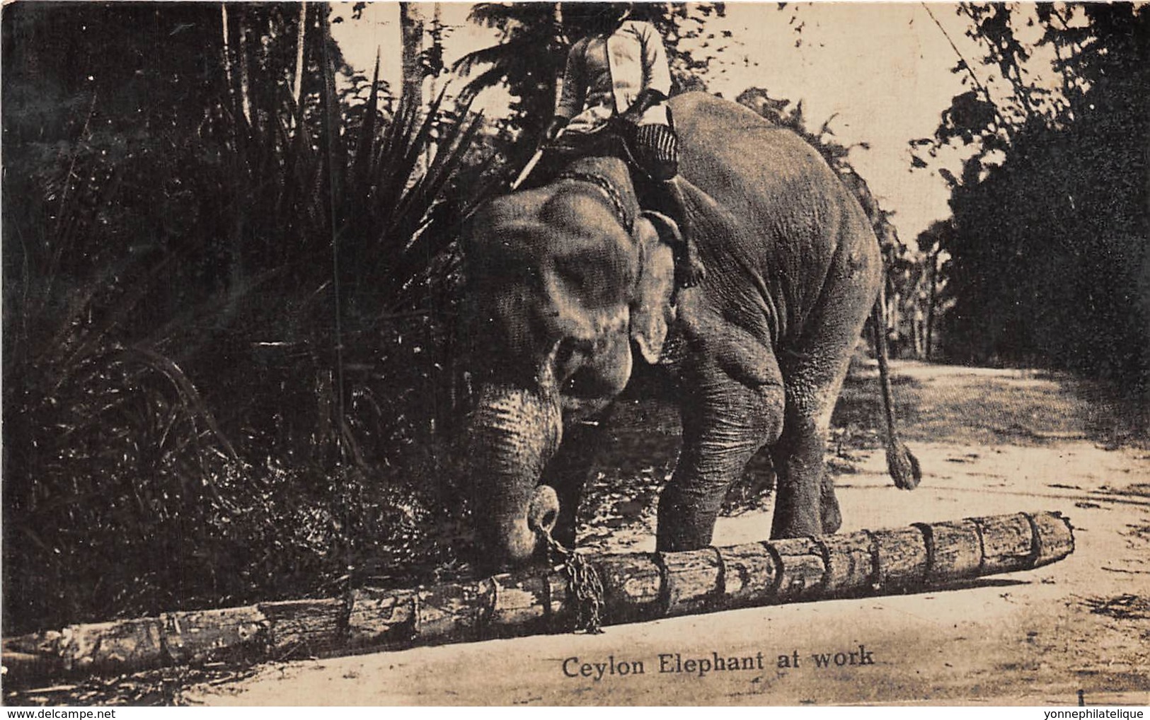 Ceylon  / Thème Eléphants - 233 - Beau Cliché - Sri Lanka (Ceylon)