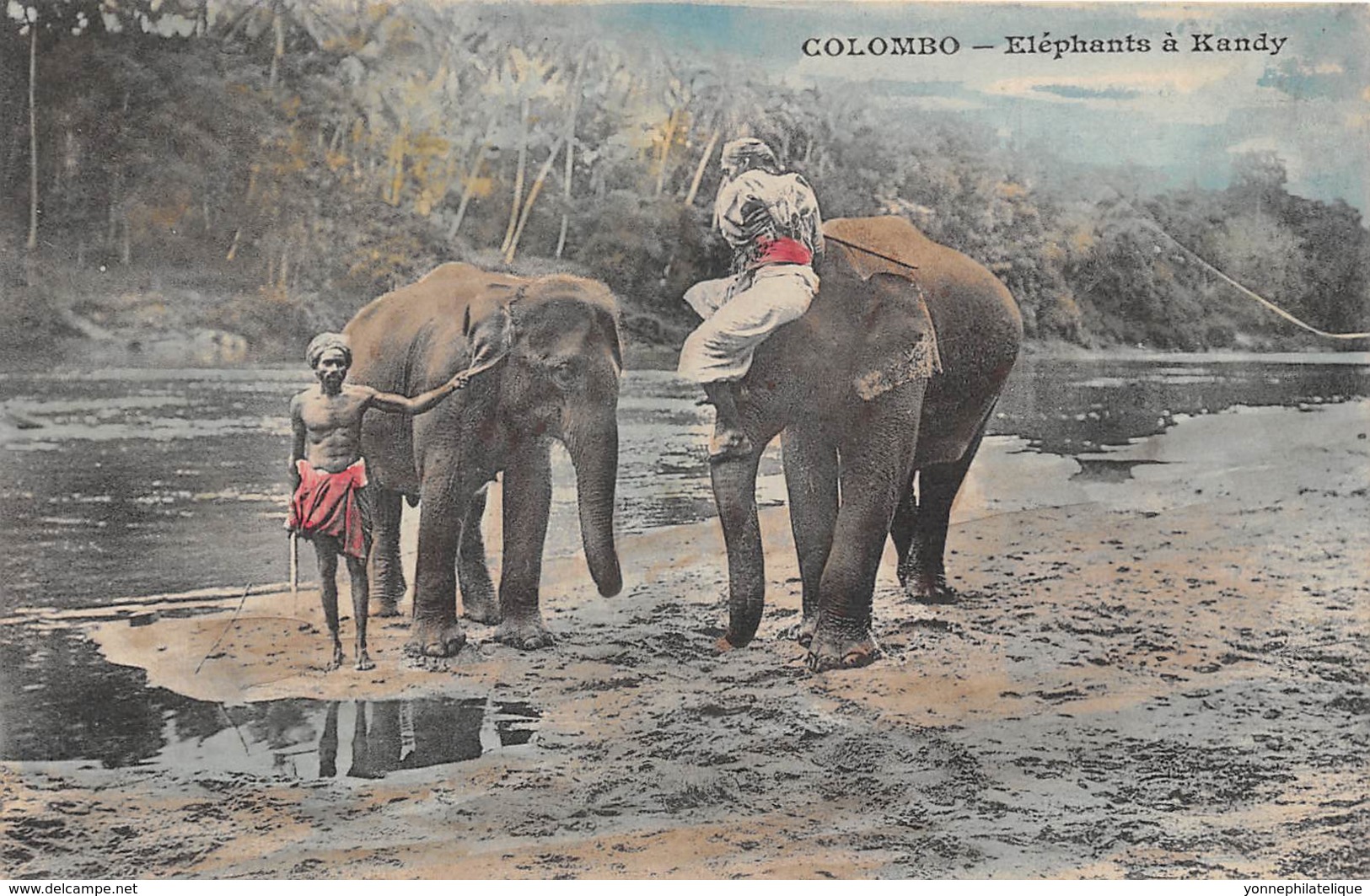 Ceylon  / Thème Eléphants - 235 - Beau Cliché - Sri Lanka (Ceylon)