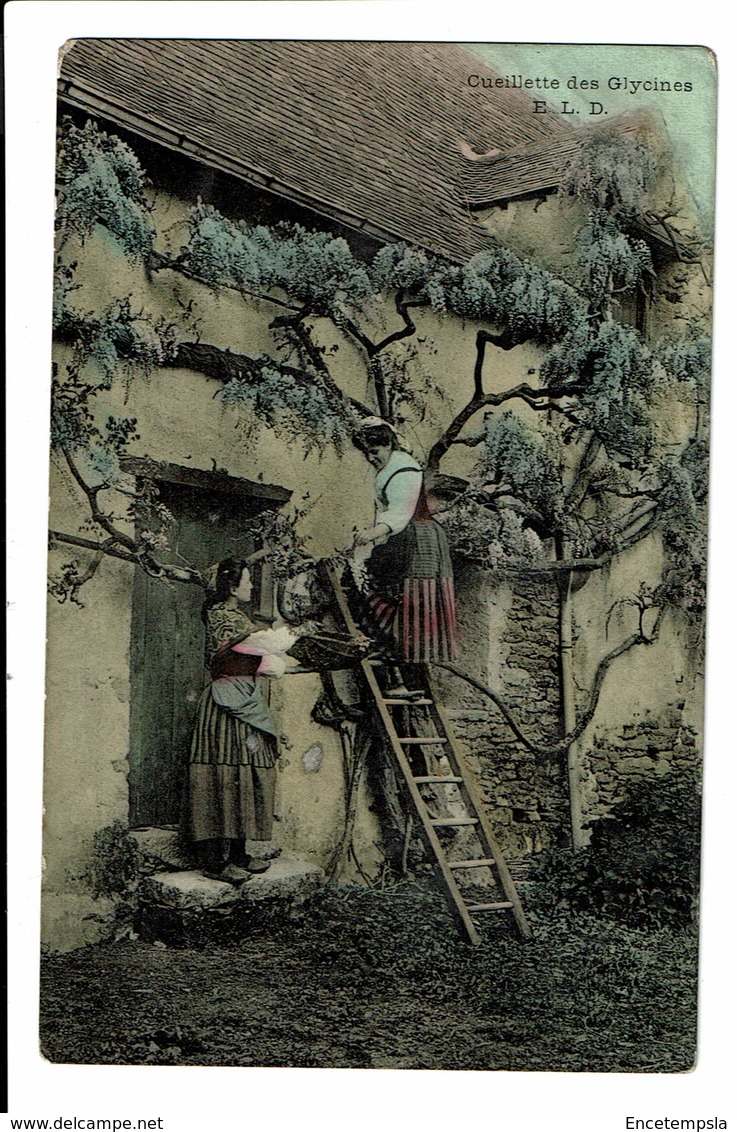 CPA - Cartes Postales FRANCE - Cueillette Des Glycines-1903 -  S3797 - Flores