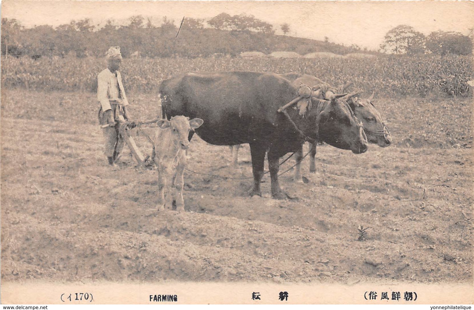 Corée - Korea  / 31 - Farming - Beau Cliché - Corée Du Sud