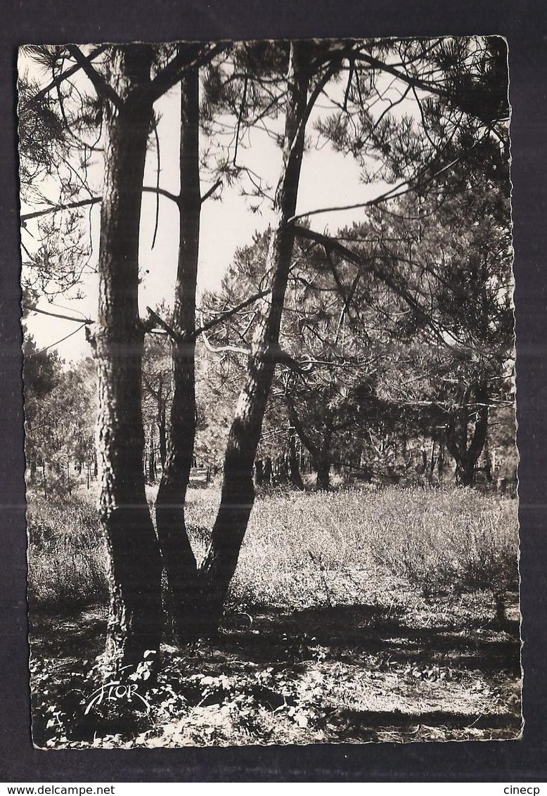 CPSM 17 - ILE D'OLERON - SAINT-TROJAN - Sous-Bois Dans La Forêt - TB PLAN Nature - Ile D'Oléron