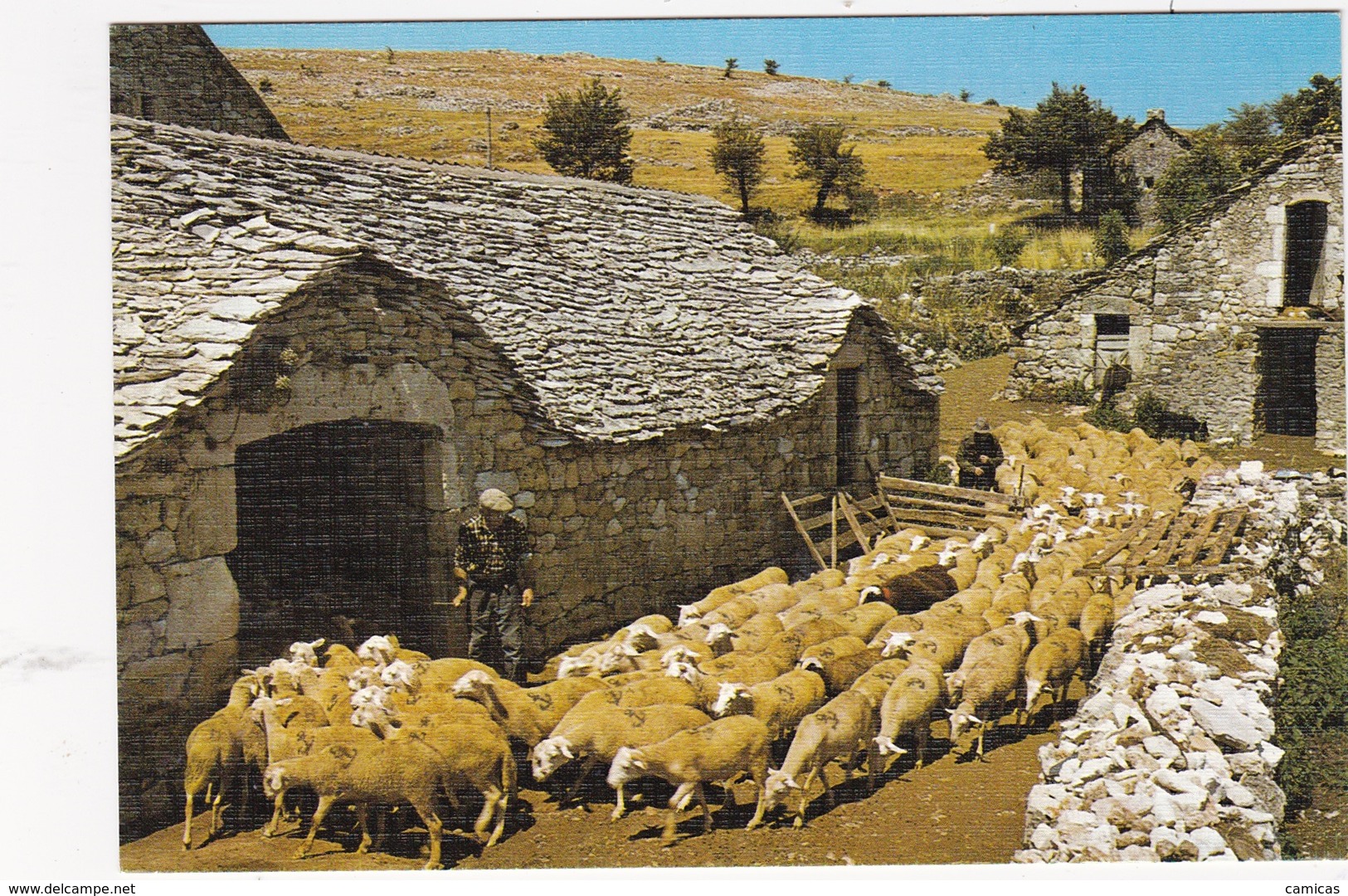 SUR LES GRANDS CAUSSES: Arrivée Des Moutons à La Bergerie - Autres & Non Classés