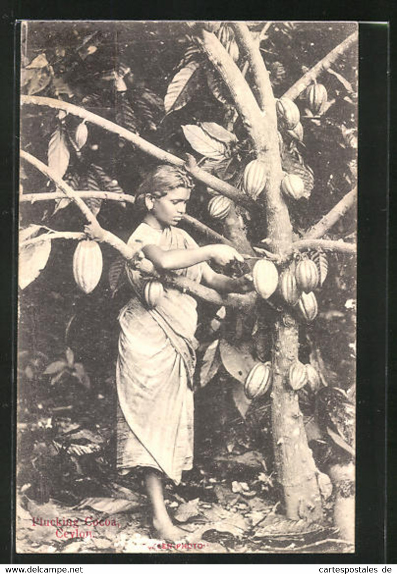 AK Cocoa Gathering, Indische Frau Erntet Kakaofrüchte - Cultures