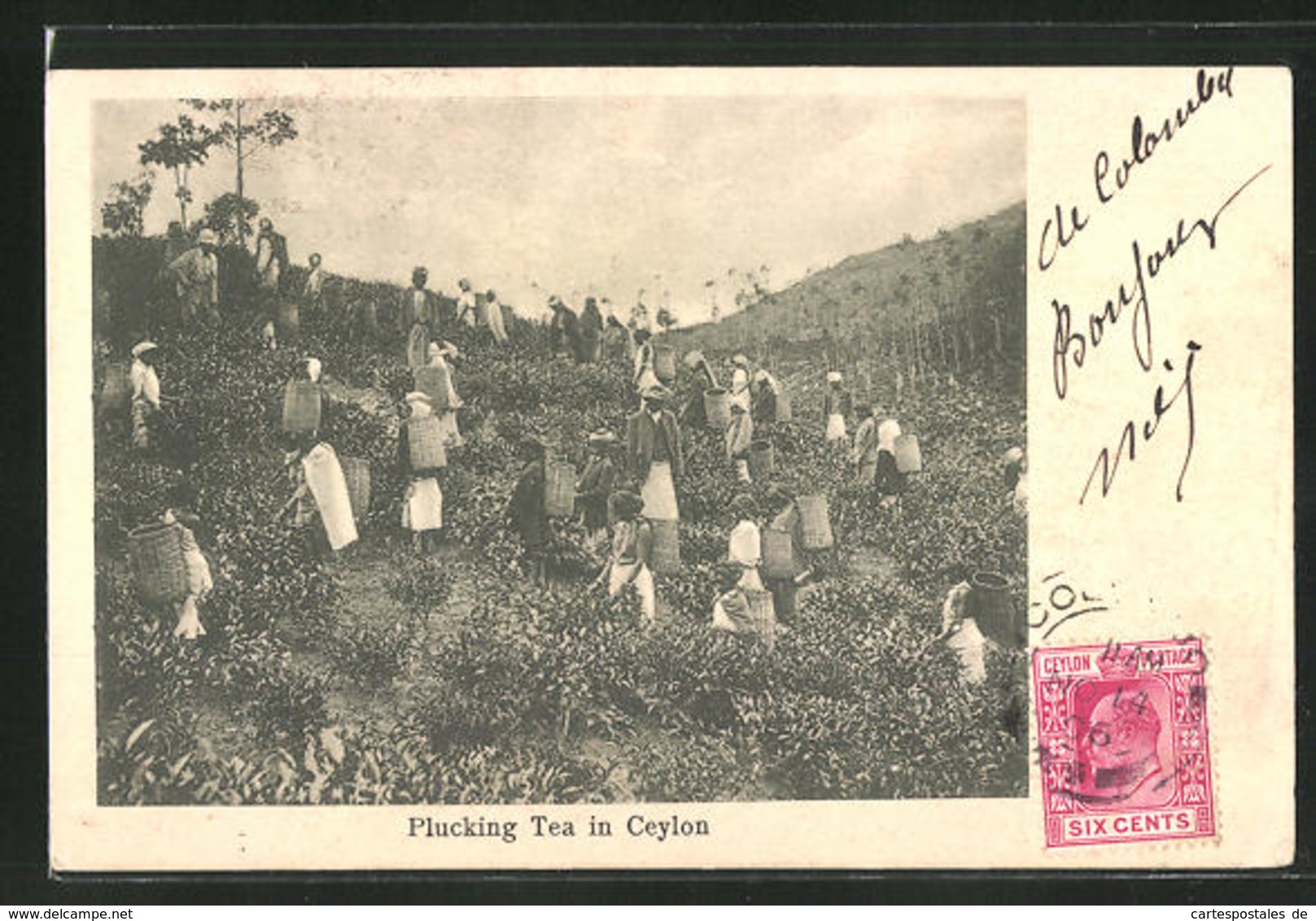 AK Ceylon, Plucking Tea In Ceylon, Teeanbau - Other & Unclassified