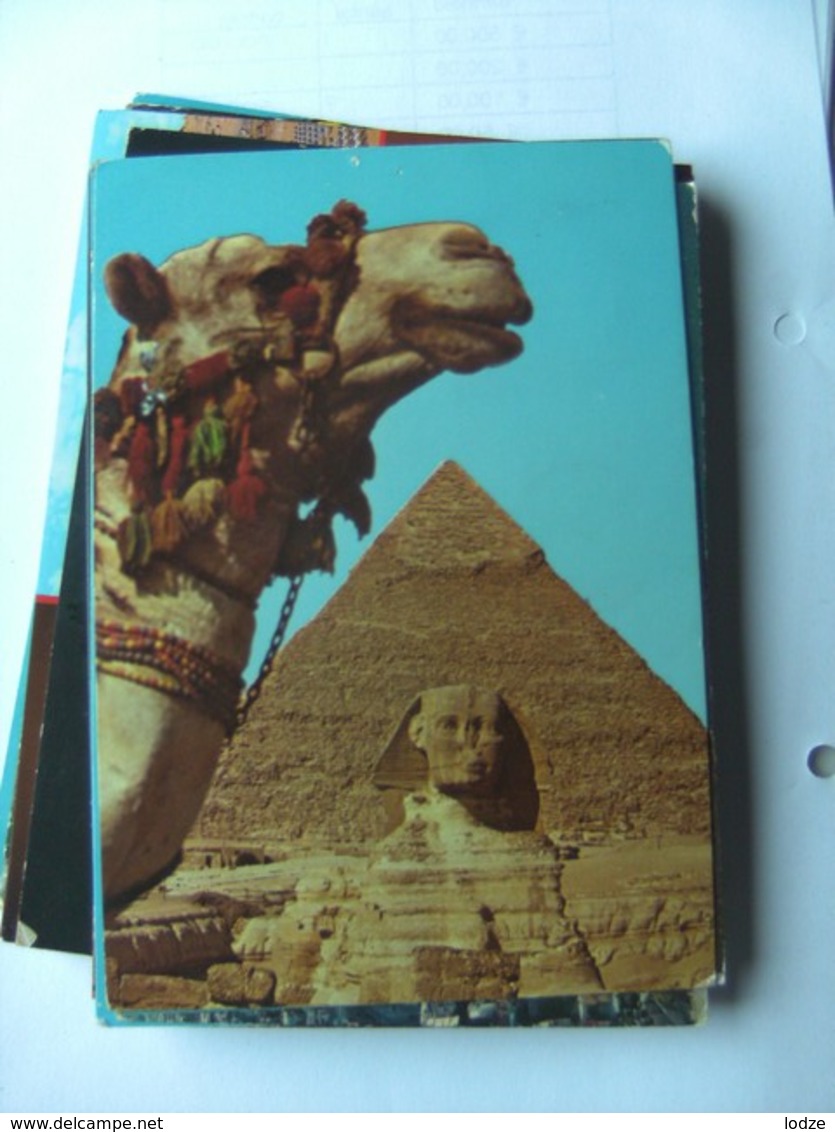 Egypte Egypt Giza Gizeh Camel Head And Pyramid And Sphinx - Gizeh