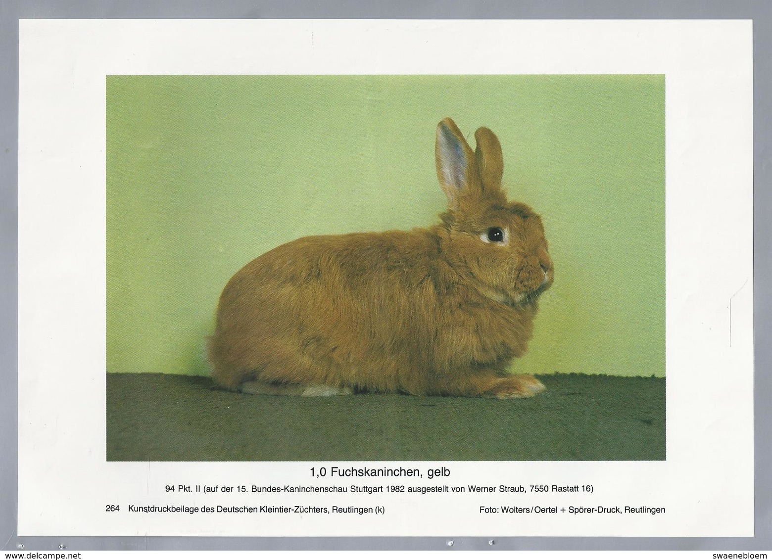 KONIJN.- KANINCHEN. LAPIN. RABBIT. CONEJO. Fuchskaninchen, Gelb. - Rassebeschreibung Auf Der Rückseite - Prenten & Gravure