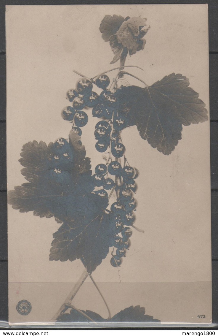 Ribes - 1907 - Culture