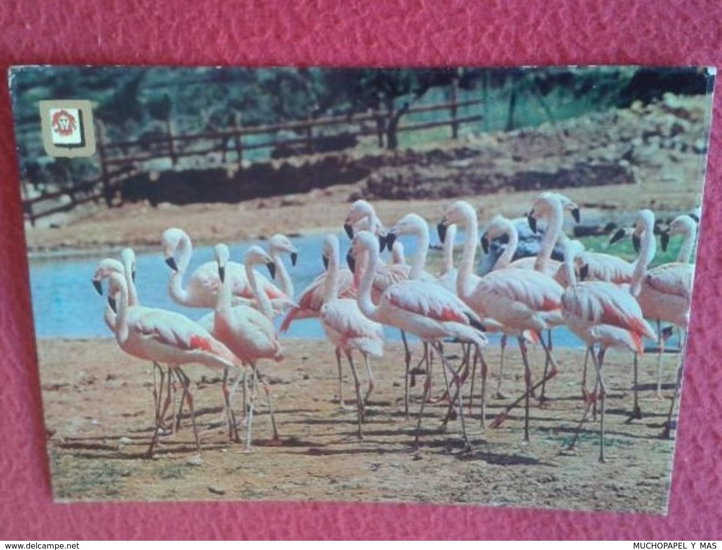 SPAIN POSTAL POSTCARD CARTE POSTALE TARRAGONA RÍO LEON SAFARI PARK ALBIÑANA FLAMENCOS. FLAMINGO FLAMINGOS CATALONIA - Otros & Sin Clasificación