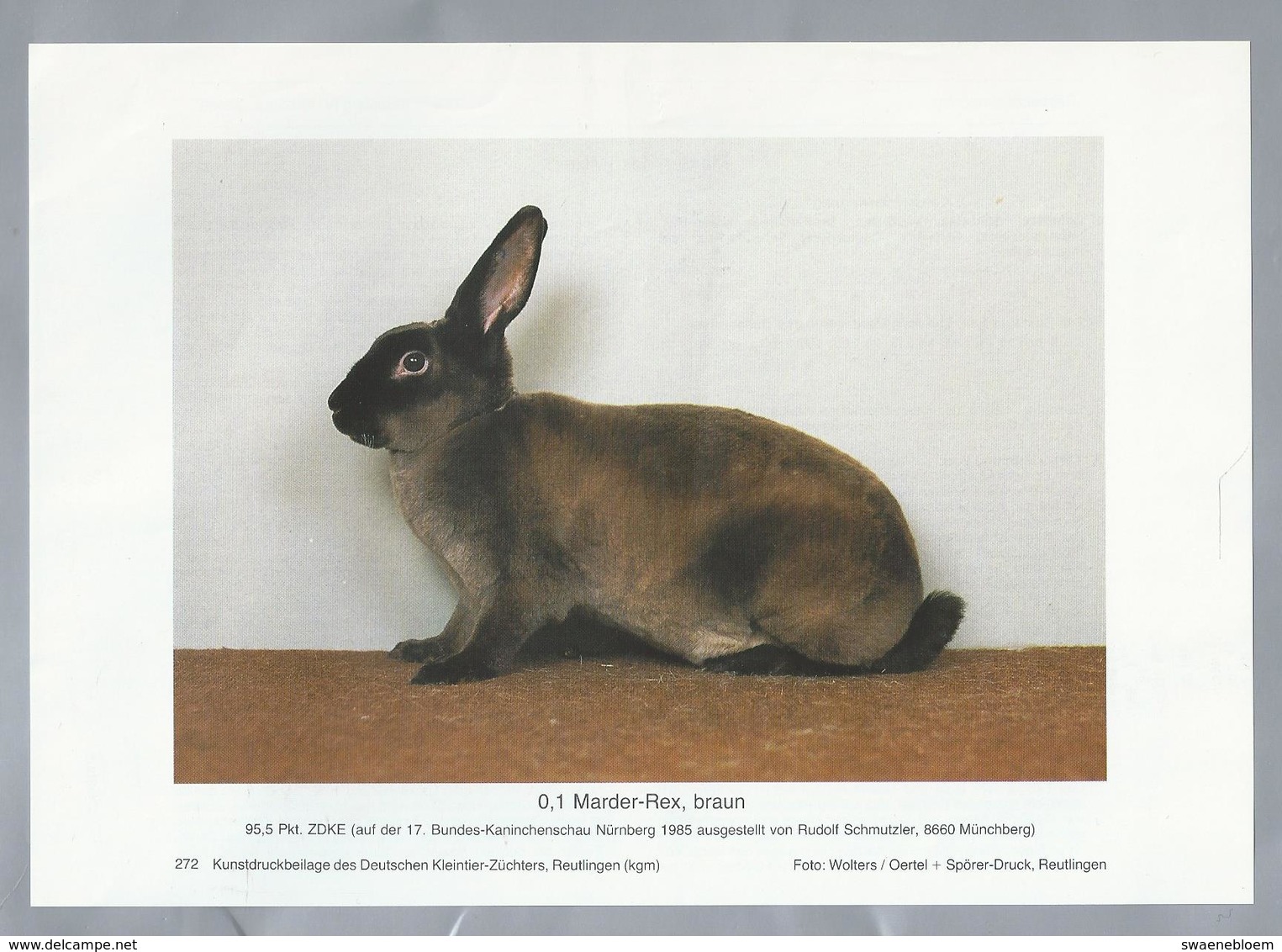 KONIJN.- KANINCHEN. LAPIN. RABBIT. CONEJO. MARDER REX, BRAUN. - Rassebeschreibung Auf Der Rückseite - Prenten & Gravure