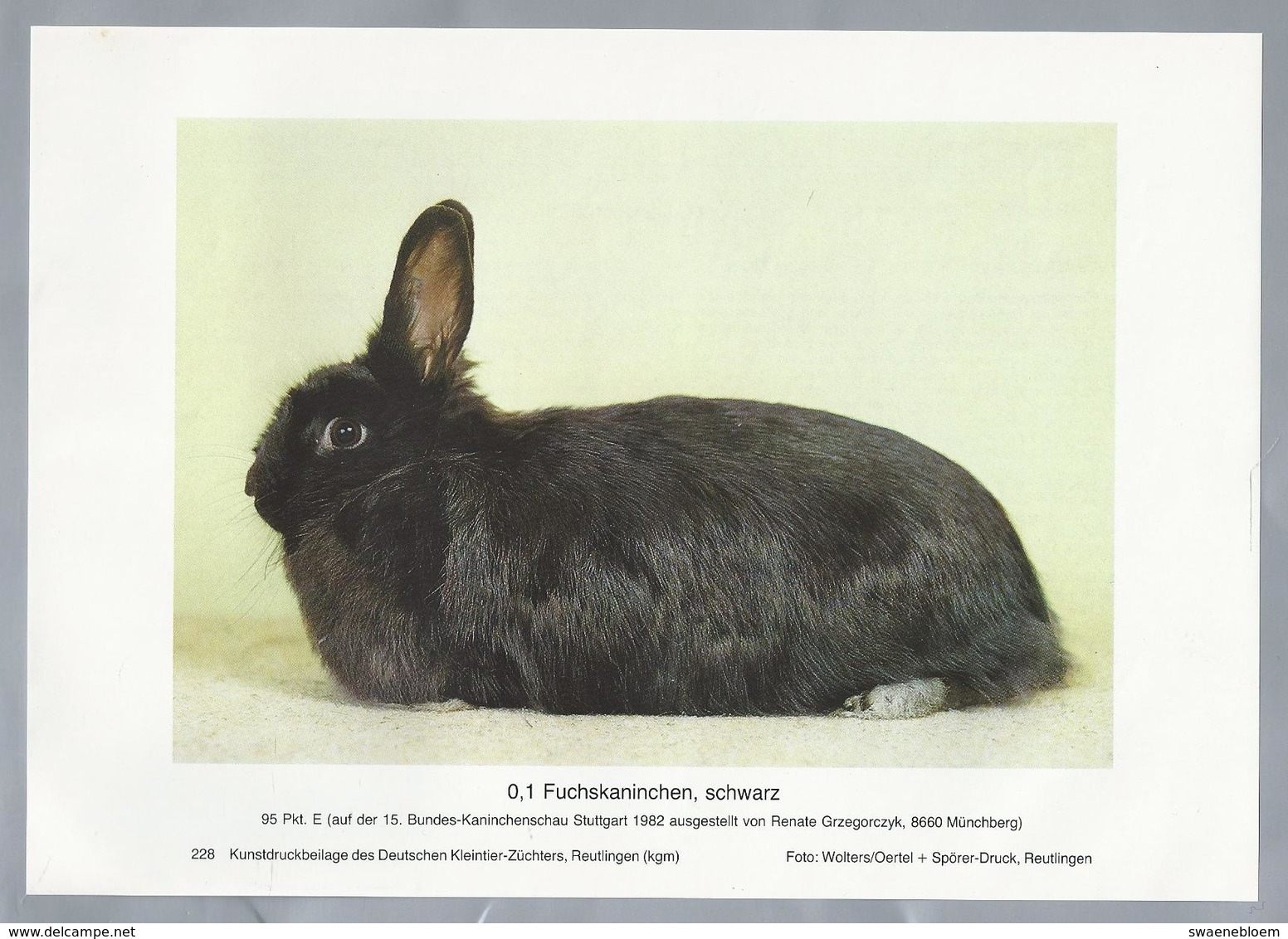 KONIJN.- KANINCHEN. LAPIN. RABBIT. CONEJO. FUCHSKANINCHEN, SCHWARZ. - Rassebeschreibung Auf Der Rückseite - Prenten & Gravure