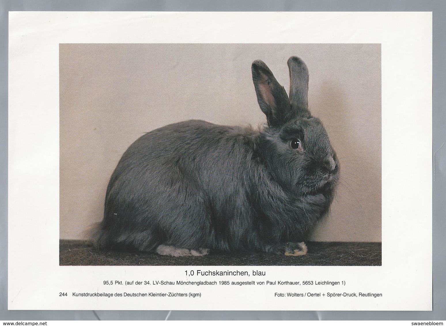 KONIJN.- KANINCHEN. LAPIN. RABBIT. CONEJO. FUCHSKANINCHEN, BLAU. - Rassebeschreibung Auf Der Rückseite - Prenten & Gravure