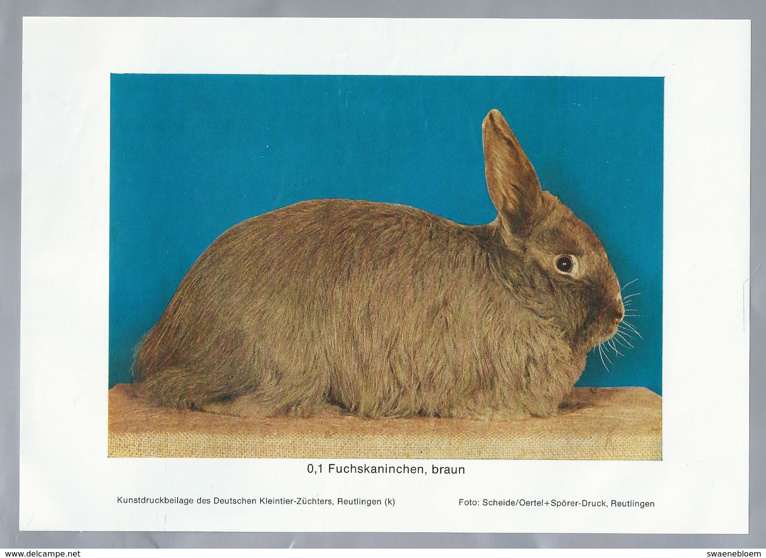 KONIJN.- KANINCHEN. LAPIN. RABBIT. CONEJO. FUCHSKANINCHEN, BRAUN. - Rassebeschreibung Auf Der Rückseite - Prenten & Gravure