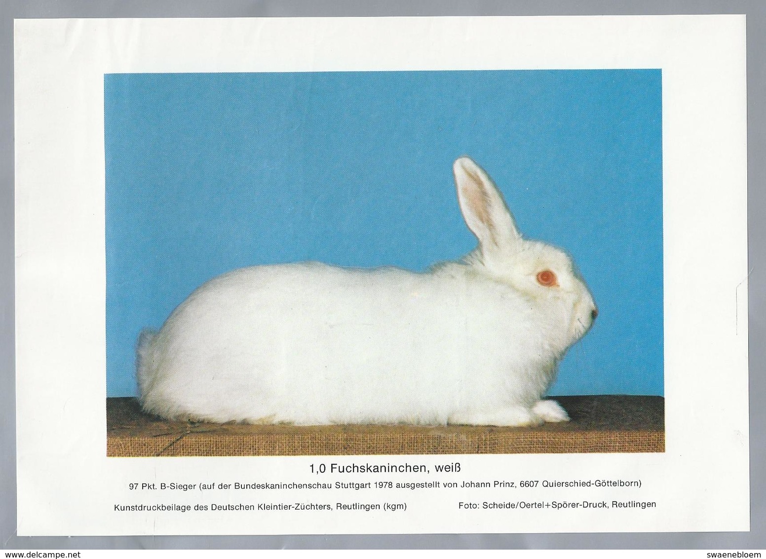 KONIJN.- KANINCHEN. LAPIN. RABBIT. CONEJO. FUCHSKANINCHEN, WEISS - Rassebeschreibung Auf Der Rückseite - Prenten & Gravure