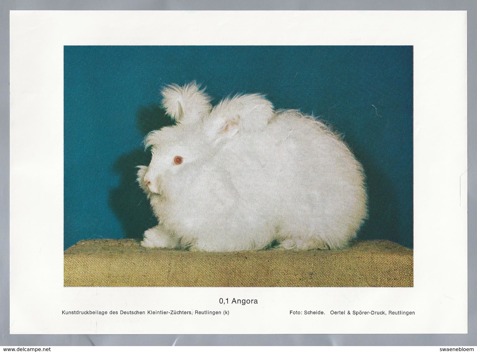 KONIJN.- KANINCHEN. LAPIN. RABBIT. CONEJO. ANGORA - FOTO: SCHEIDE. Rassebeschreibung Auf Der Rückseite - Prenten & Gravure