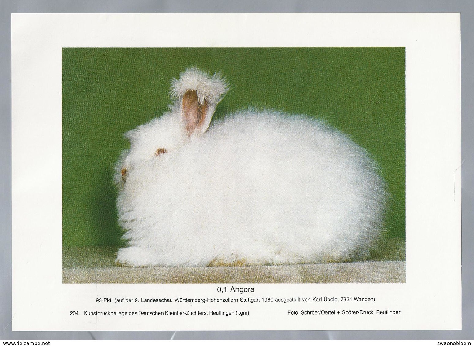 KONIJN.- KANINCHEN. LAPIN. RABBIT. CONEJO. ANGORA - FOTO: SCHROËR. Rassebeschreibung Auf Der Rückseite - Prenten & Gravure